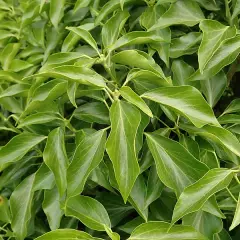 HEDERA helix 'Arborescens' - Lierre en arbre