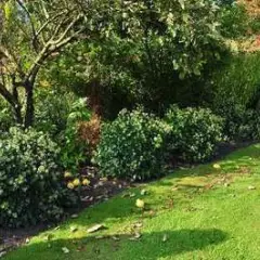 HEDERA helix 'Arborescens' - Lierre en arbre