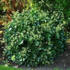 HEDERA helix 'Arborescens' - Lierre en arbre