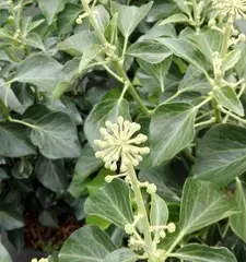 HEDERA helix 'Arborescens' - Lierre en arbre