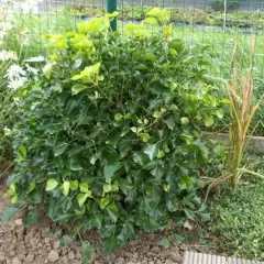 HEDERA helix 'Arbori compact' - Lierre arbustif