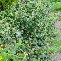 HEDERA helix 'Arbori compact' - Lierre arbustif