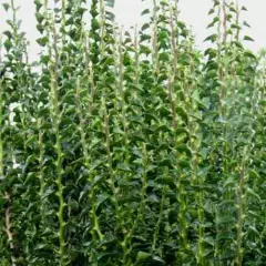 HEDERA helix 'Erecta' - Lierre commun dressé 'Erecta'