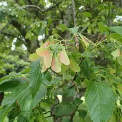 ACER tataricum - Erable du fleuve amour, érable de tatarie