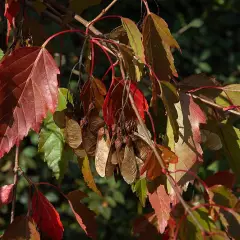 ACER tataricum - Erable du fleuve amour, érable de tatarie