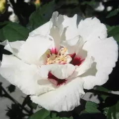 HIBISCUS syriacus 'China Chiffon' - Althea, Mauve en arbre