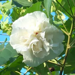 HIBISCUS syriacus 'Jeanne d'Arc' - Althéa, Mauve en arbre