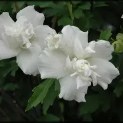 HIBISCUS syriacus 'Jeanne d'Arc' - Hibiscus à fleurs blanche rosée, mauve en arbre 'Jeanne D'arc'