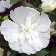 HIBISCUS syriacus 'White Chiffon' - Althea hibiscus