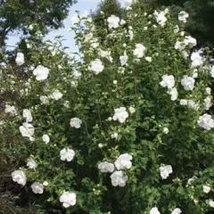 HIBISCUS syriacus 'White Chiffon' - Althea, Mauve en arbre