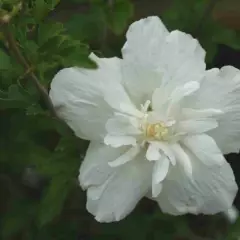 HIBISCUS syriacus 'White Chiffon' - Althea, Mauve en arbre