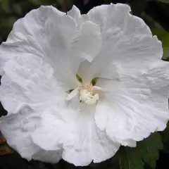 HIBISCUS syriacus 'Diana' - Hibiscus à fleur blanche simple, mauve en arbre 'Diana'