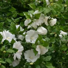 HIBISCUS syriacus 'Diana' - Althea, Mauve en arbre