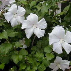 HIBISCUS syriacus 'Diana' - Hibiscus à fleur blanche simple, mauve en arbre 'Diana'