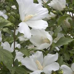 HIBISCUS syriacus 'Diana' - Hibiscus à fleur blanche simple, mauve en arbre 'Diana'