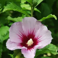 HIBISCUS syriacus 'Hamabo' - Hibiscus à fleurs roses et au coeur rouge, mauve en arbre 'hamabo'.