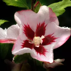 HIBISCUS syriacus 'Hamabo' - Hibiscus à fleurs roses et au coeur rouge, mauve en arbre 'hamabo'.