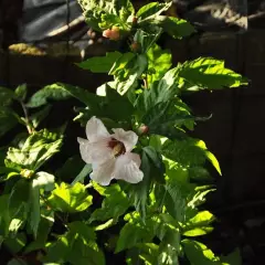 HIBISCUS syriacus 'Hamabo' - Hibiscus à fleurs roses et au coeur rouge, mauve en arbre 'hamabo'.