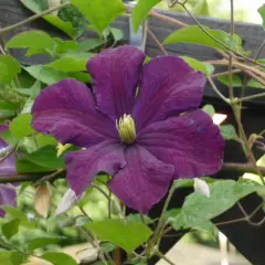 CLEMATITE Viticella 'Etoile Violette' - Plante grimpante