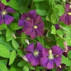 CLEMATITE Viticella 'Etoile Violette' - Plante grimpante