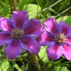 CLEMATITE 'Ashva' - Clématite Plante grimpante