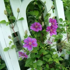 CLEMATITE 'Ashva' - Clématite Plante grimpante