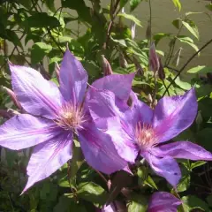 CLEMATITE 'Dorothy Walton' - Plante grimpante