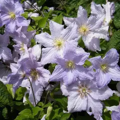 CLEMATITE 'Blue Angel' - Plante grimpante