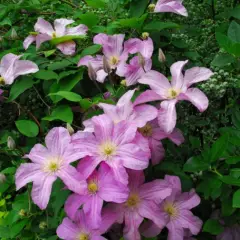 CLEMATITE 'Comtesse de Bouchaud' - Plante grimpante