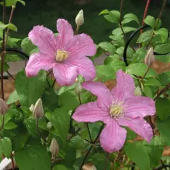 CLEMATITE 'Comtesse de Bouchaud' - Plante grimpante