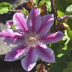 CLEMATITE 'Dr Ruppel' - Clématite plante grimpante