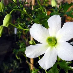 CLEMATITE 'Early Sensation' - Plante grimpante