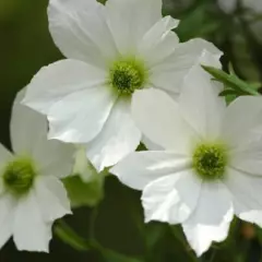 CLEMATITE 'Early Sensation' - Plante grimpante