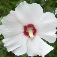 HIBISCUS syriacus 'Melrose' - Althea, Mauve en arbre