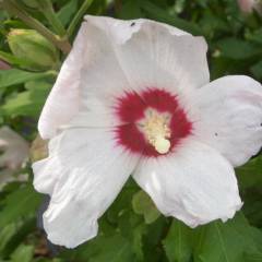 HIBISCUS syriacus 'Melrose' - Althea hibiscus