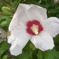 HIBISCUS syriacus 'Melrose' - Althea, Mauve en arbre