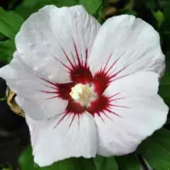 HIBISCUS syriacus 'Melrose' - Althea, Mauve en arbre