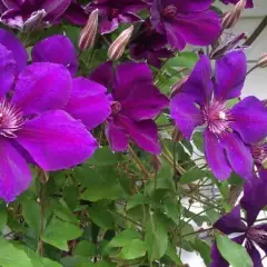 CLEMATITE 'Gipsy Queen' - Clématite Plante grimpante