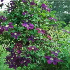 CLEMATITE 'Gipsy Queen' - Clématite Plante grimpante