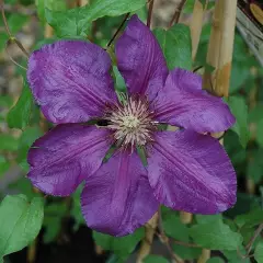 CLEMATITE 'Gipsy Queen' - Clématite Plante grimpante