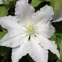 CLEMATITE 'Gladys Picard' - Plante grimpante