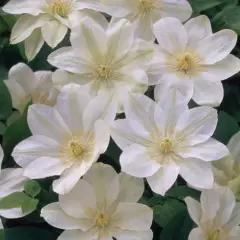 CLEMATITE 'Guernsey Cream' - Plante grimpante