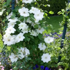 CLEMATITE 'Guernsey Cream' - Plante grimpante