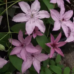 CLEMATITE 'Hagley Hybrid' - Plante grimpante