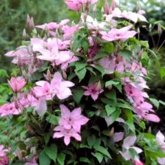 CLEMATITE 'Hagley Hybrid' - Plante grimpante