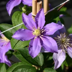 CLEMATITE 'Justa' - Plante grimpante