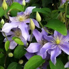 CLEMATITE 'Justa' - Plante grimpante