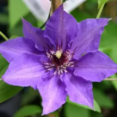 CLEMATITE 'Königskind' ® - Plante grimpante