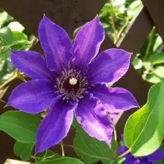 CLEMATITE 'Königskind' ® - Plante grimpante