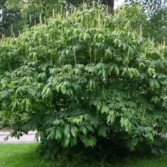 AESCULUS parviflora